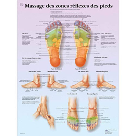 3B Scientific Modèle Anatomique Massage des Zones Réflexes