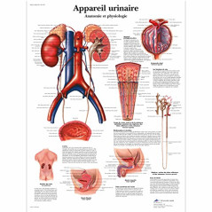 3B Scientific – Laminé Système Urinaire Humain Affiche – Poster d’Anatomie & Physiologie Protégé contre UV et Poussière pour Étu