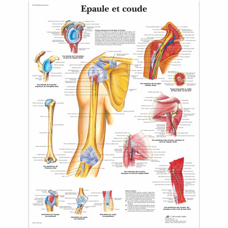 3B Scientific – Laminé Épaule & Coude Affiche – Anatomie & Pathologie – Poster Protégé contre UV et Poussière pour Étude, Enseig