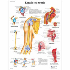 3B Scientific – Laminé Épaule & Coude Affiche – Anatomie & Pathologie – Poster Protégé contre UV et Poussière pour Étude, Enseig