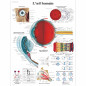 3B Scientific – Laminé Œil Humain Affiche – Poster d’Anatomie Protégé contre UV et Poussière pour Étude, Enseignement et Cliniqu 3B Scientific – Laminé Œil Humain Affiche – Poster d’Anatomie Protégé contre UV et Poussière pour Étude, Enseignement et Cliniqu