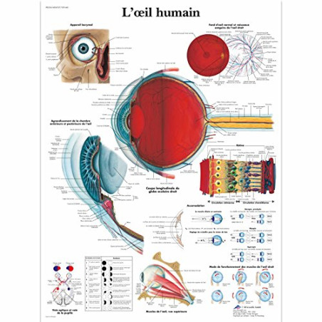 3B Scientific – Laminé Œil Humain Affiche – Poster d’Anatomie Protégé contre UV et Poussière pour Étude, Enseignement et Cliniqu
