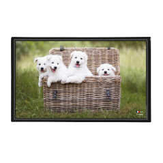 Viquel Sous main bureau motif Chien - Protection de bureau chiots