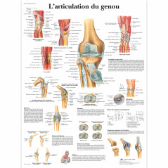 3B Scientific – Laminé Articulation du Genou Affiche – Anatomie & Pathologie – Poster Protégé contre UV et Poussière pour Étude,