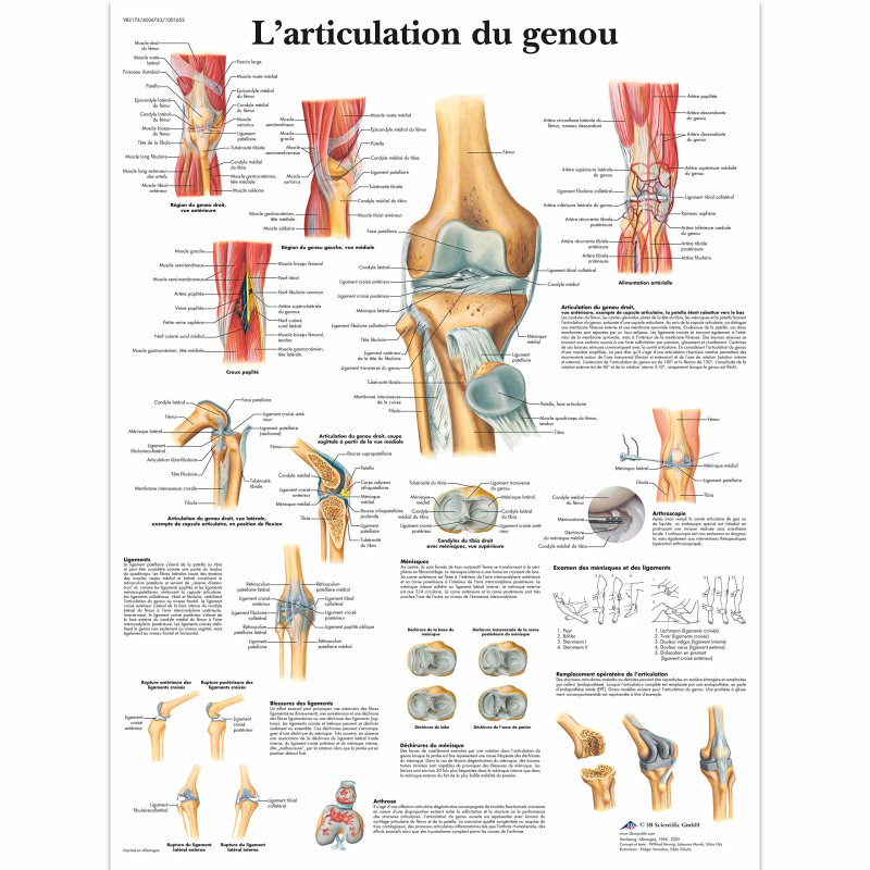 3B Scientific – Laminé Articulation du Genou Affiche – Anatomie & Pathologie – Poster Protégé contre UV et Poussière pour Étude, 3B Scientific – Laminé Articulation du Genou Affiche – Anatomie & Pathologie – Poster Protégé contre UV et Poussière pour Étude,