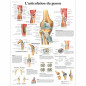 3B Scientific – Laminé Articulation du Genou Affiche – Anatomie & Pathologie – Poster Protégé contre UV et Poussière pour Étude, 3B Scientific – Laminé Articulation du Genou Affiche – Anatomie & Pathologie – Poster Protégé contre UV et Poussière pour Étude,