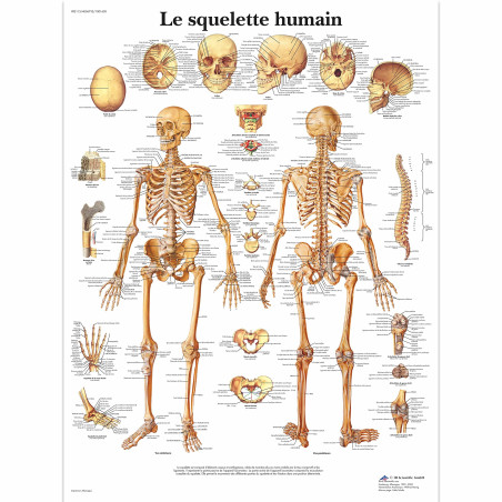 3B Scientific Modèle Anatomique Squelette Humain
