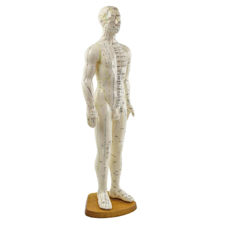 HeineScientific modèle d'acupuncture