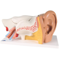 3B Scientific® Oreille – Modèle Anatomique Humain Agrandi 3 Fois, 6 Parties Amovibles + Smart Anatomy App (Garantie de 5 Ans)