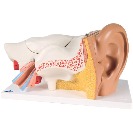 3B Scientific® Oreille – Modèle Anatomique Humain Agrandi 3 Fois, 6 Parties Amovibles + Smart Anatomy App (Garantie de 5 Ans)