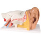 3B Scientific® Oreille – Modèle Anatomique Humain Agrandi 3 Fois, 6 Parties Amovibles + Smart Anatomy App (Garantie de 5 Ans) 3B Scientific® Oreille – Modèle Anatomique Humain Agrandi 3 Fois, 6 Parties Amovibles + Smart Anatomy App (Garantie de 5 Ans)