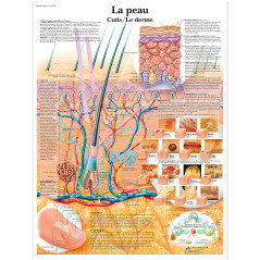 3B Scientific Modèle Anatomique Peau/Derme