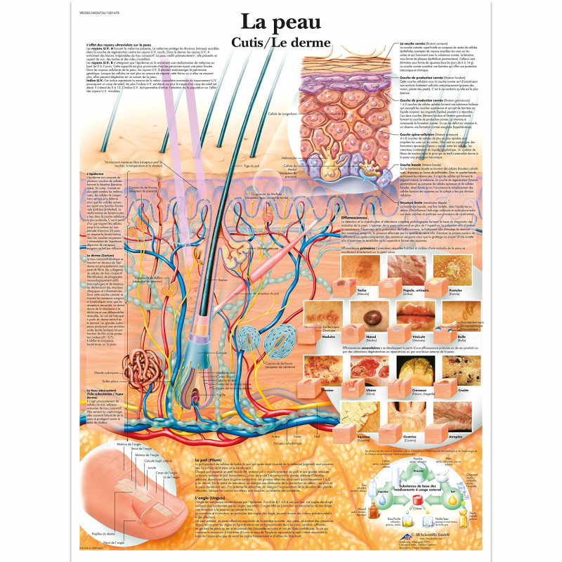 3B Scientific Modèle Anatomique Peau/Derme