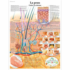 3B Scientific Modèle Anatomique Peau/Derme