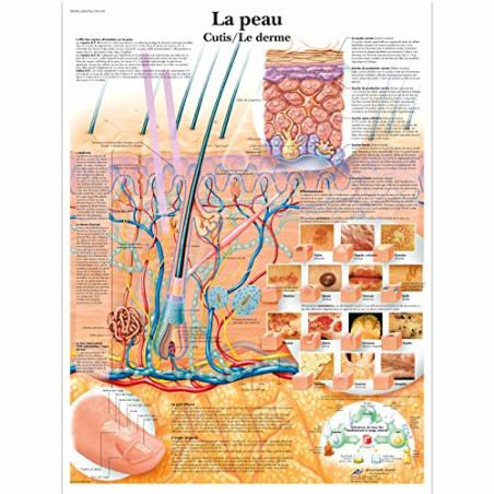 3B Scientific Modèle Anatomique Peau/Derme