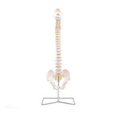 Elementary Anatomy Modèle de Colonne – Colonne Vertébrale Flexible Grandeur Nature | Bassin & Os Occipital | Hernie Discale L3-L