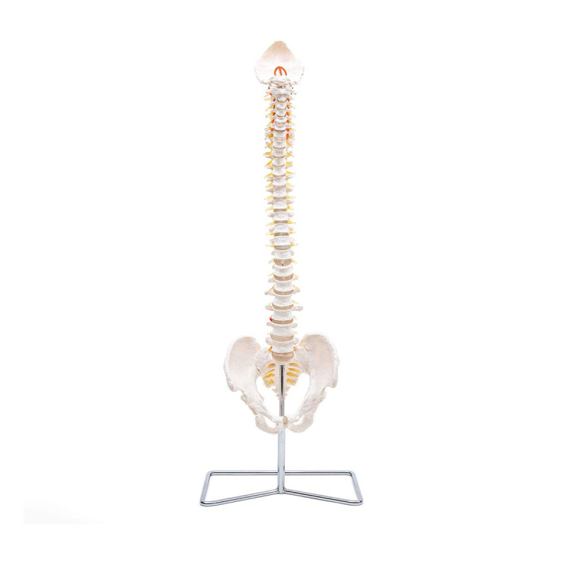 Elementary Anatomy Modèle de Colonne – Colonne Vertébrale Flexible Grandeur Nature | Bassin & Os Occipital | Hernie Discale L3-L