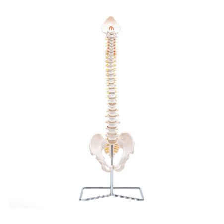 Elementary Anatomy Modèle de Colonne – Colonne Vertébrale Flexible Grandeur Nature | Bassin & Os Occipital | Hernie Discale L3-L
