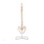 Elementary Anatomy Modèle de Colonne – Colonne Vertébrale Flexible Grandeur Nature | Bassin & Os Occipital | Hernie Discale L3-L