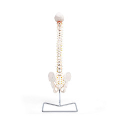 Elementary Anatomy Modèle de Colonne – Colonne Vertébrale Flexible Grandeur Nature | Bassin & Os Occipital | Hernie Discale L3-L