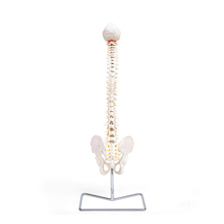 Elementary Anatomy Modèle de Colonne – Colonne Vertébrale Flexible Grandeur Nature | Bassin & Os Occipital | Hernie Discale L3-L