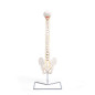 Elementary Anatomy Modèle de Colonne – Colonne Vertébrale Flexible Grandeur Nature | Bassin & Os Occipital | Hernie Discale L3-L