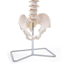 Elementary Anatomy Modèle de Colonne – Colonne Vertébrale Flexible Grandeur Nature | Bassin & Os Occipital | Hernie Discale L3-L