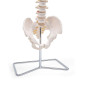 Elementary Anatomy Modèle de Colonne – Colonne Vertébrale Flexible Grandeur Nature | Bassin & Os Occipital | Hernie Discale L3-L