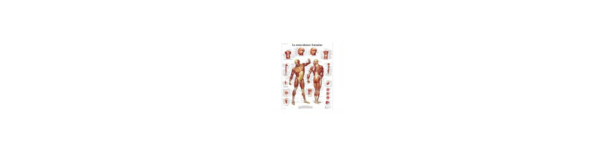 Planches et posters