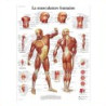 Planches et posters